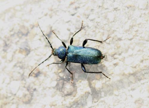 Réf. 341 910 : Callidium violaceum